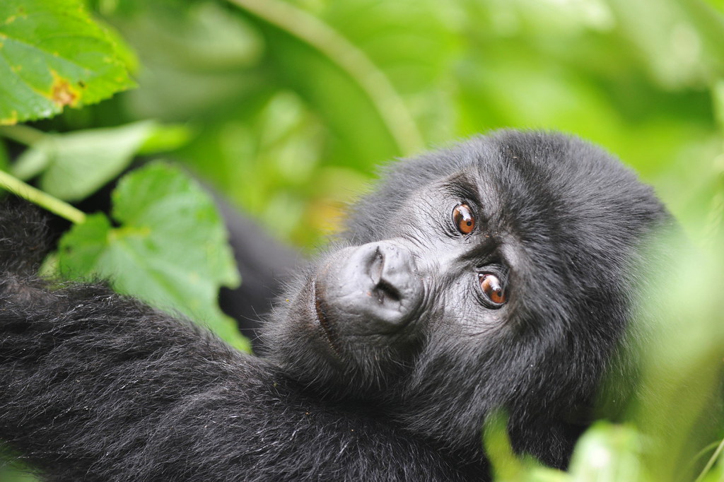 Gorilla Safari Facts: Uganda and Rwanda
