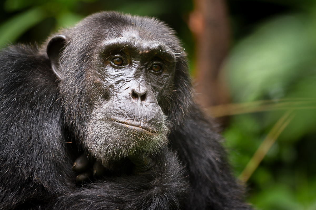 Chimpanzee Trekking In Kibale