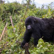 Mountain gorilla in Bwindi Impenetrable National Park Uganda
