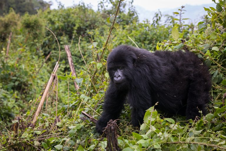 Gorilla Safari Information – Uganda & Rwanda