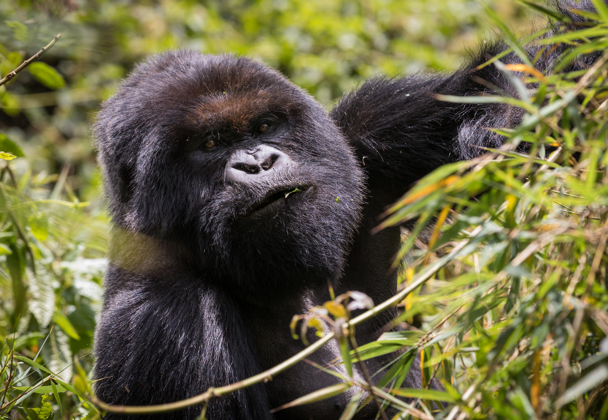 15 Days Rwanda & Uganda Safari