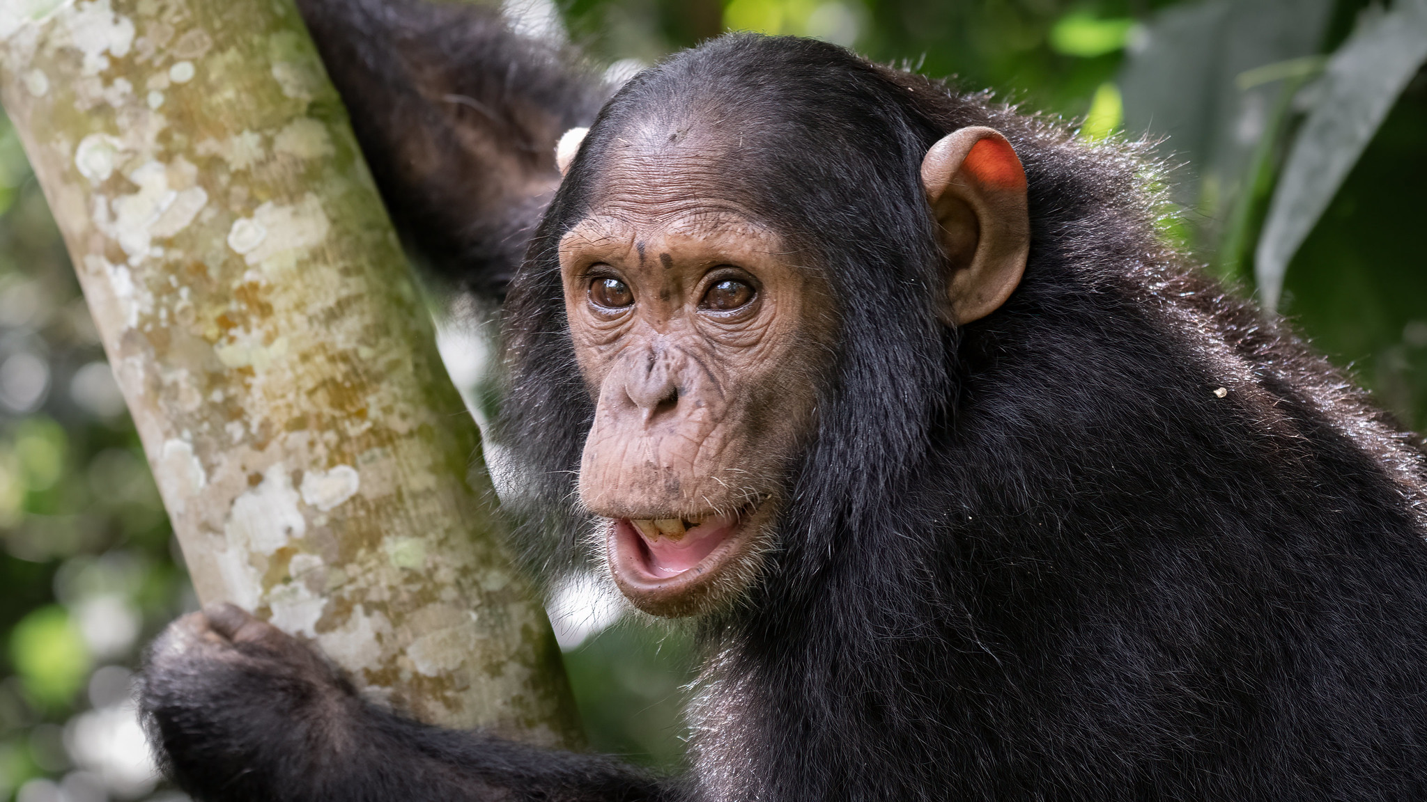 Kibale Forest National Park