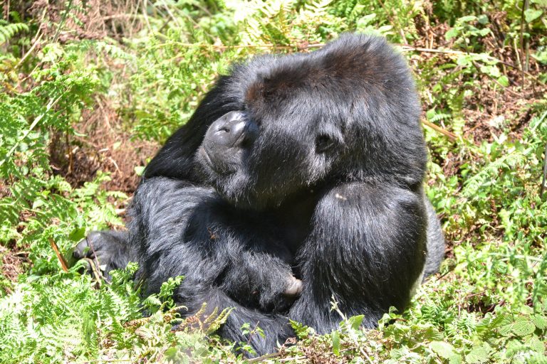 3 Days Mount Karisimbi Hike Adventure – Rwanda