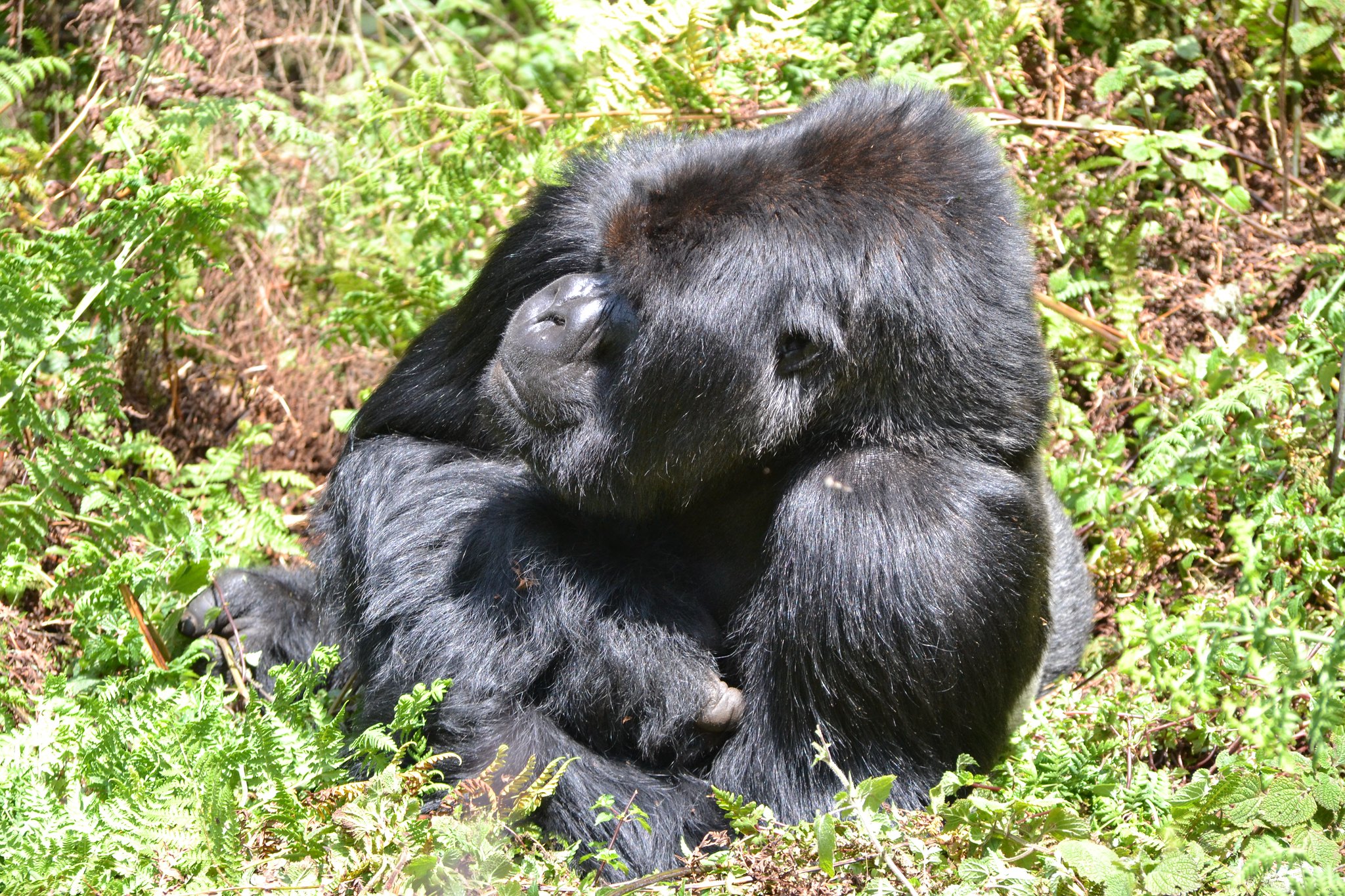 3 Days Mount Karisimbi Hike Adventure – Rwanda