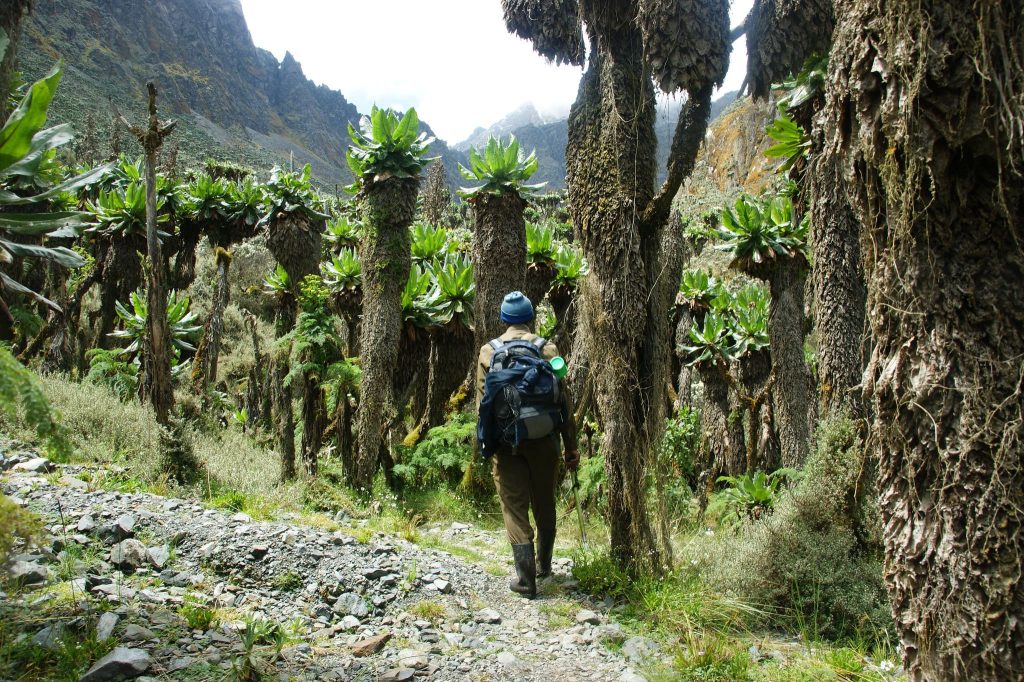 Beginners Guide to Climb Rwenzori Mountains