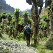 Mountain Rwenzori Trekking for Beginners