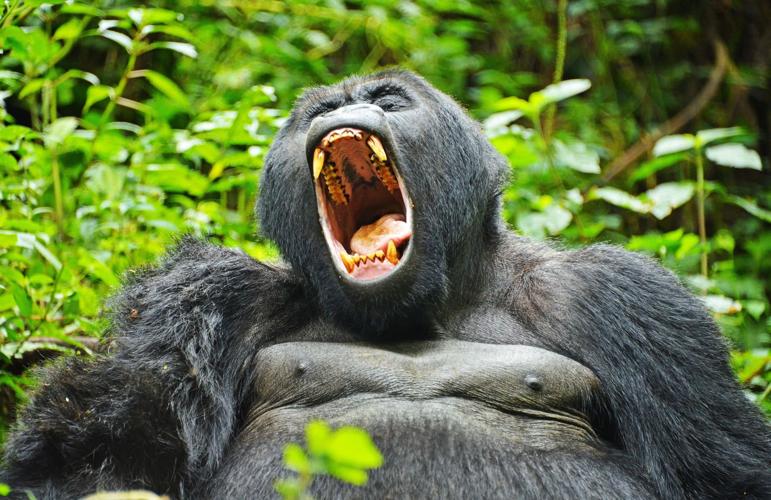 15-Day Uganda Classic Safari