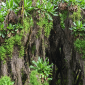 The Vegetation of Rwenzori