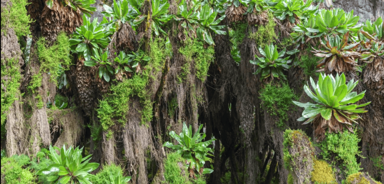 Vegetation Zones of the Rwenzori Mountains: From Rainforest to Glacier