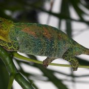Three horned chameleon (1)