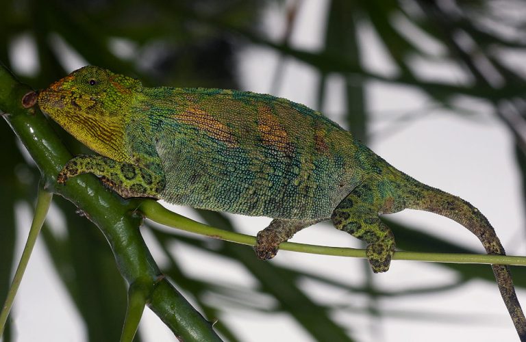 Unique Wildlife of the Rwenzori Mountains