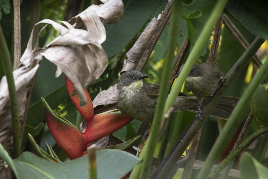 Yellow - throated Greenbul
