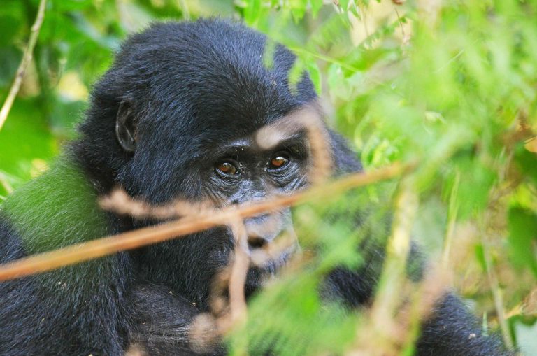 7 Days Rwanda Classic Safari
