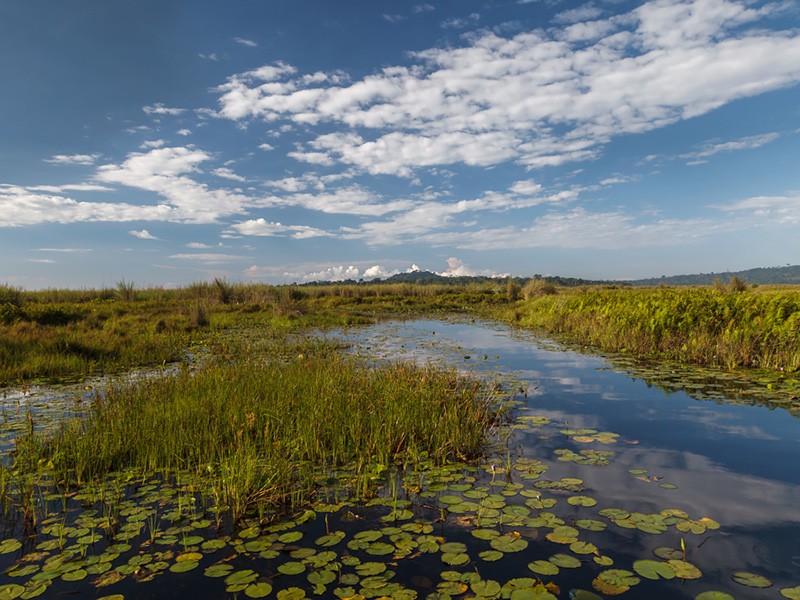 Mabamba Swamp Tour