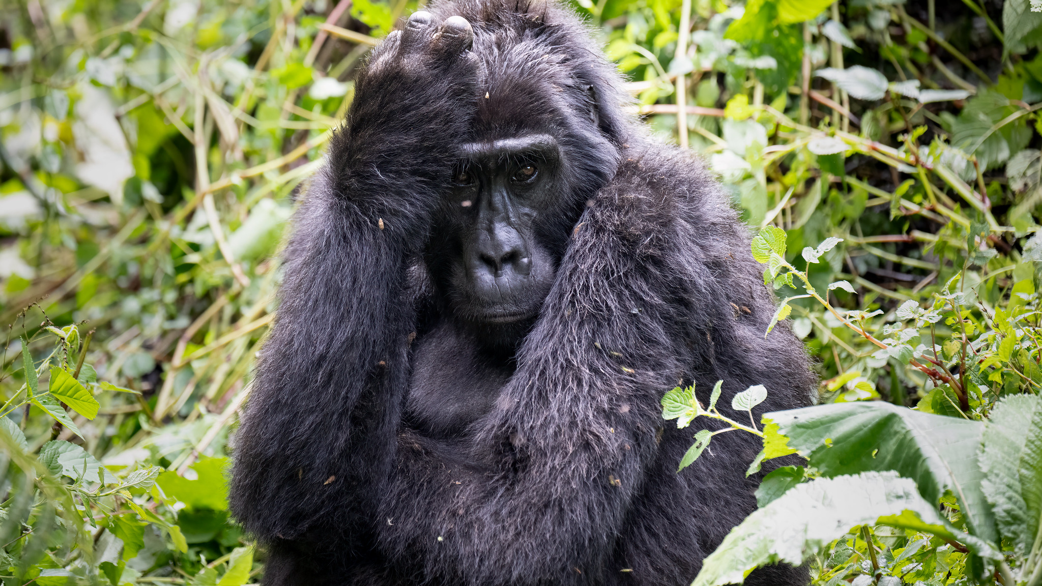 Mgahinga Gorilla National Park