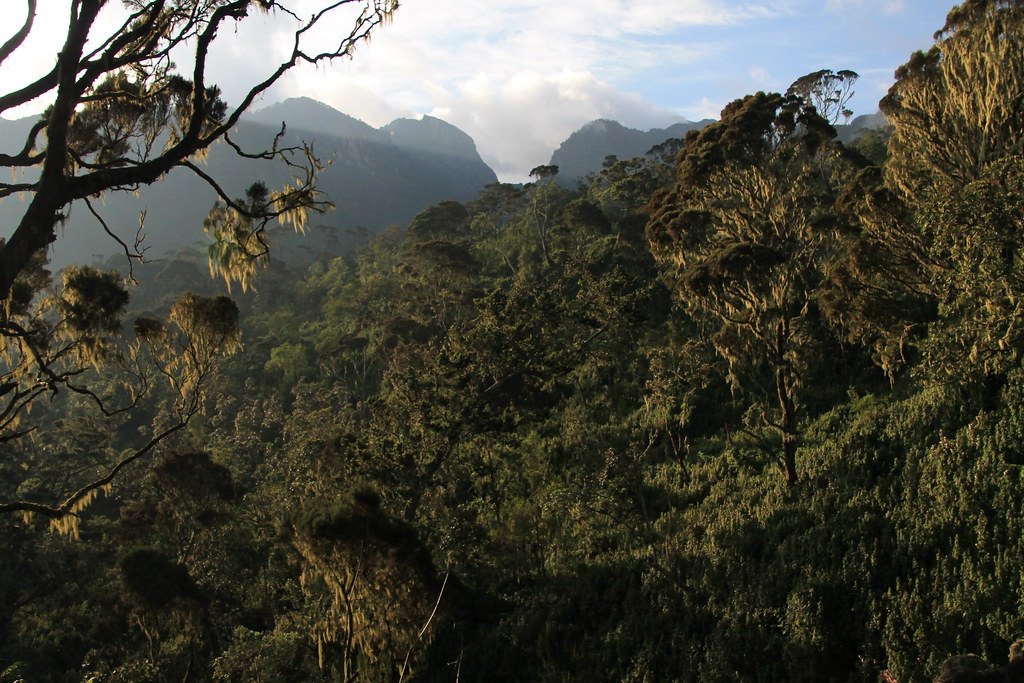 Mount stanley view rwenzori