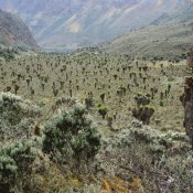 Rwenzori mountains national park landscape