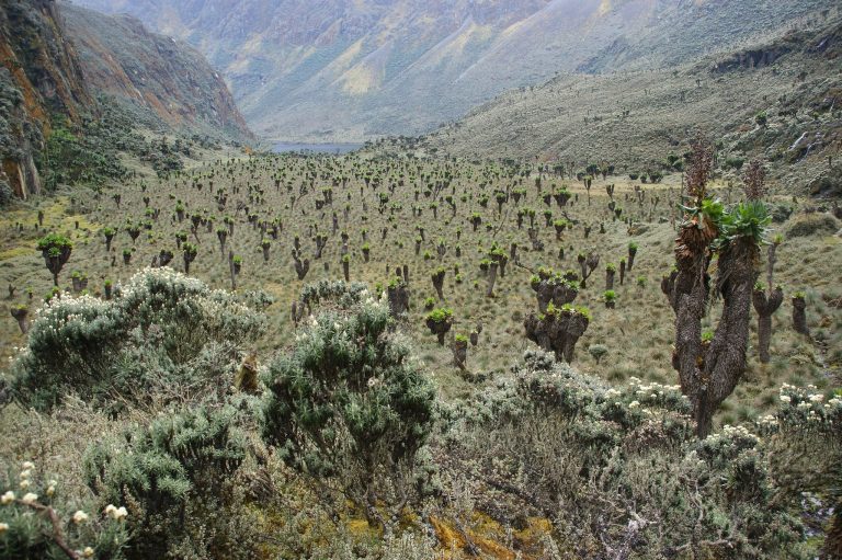 Why Visit the Rwenzori Mountains? Africa's Best-Kept Trekking Secret