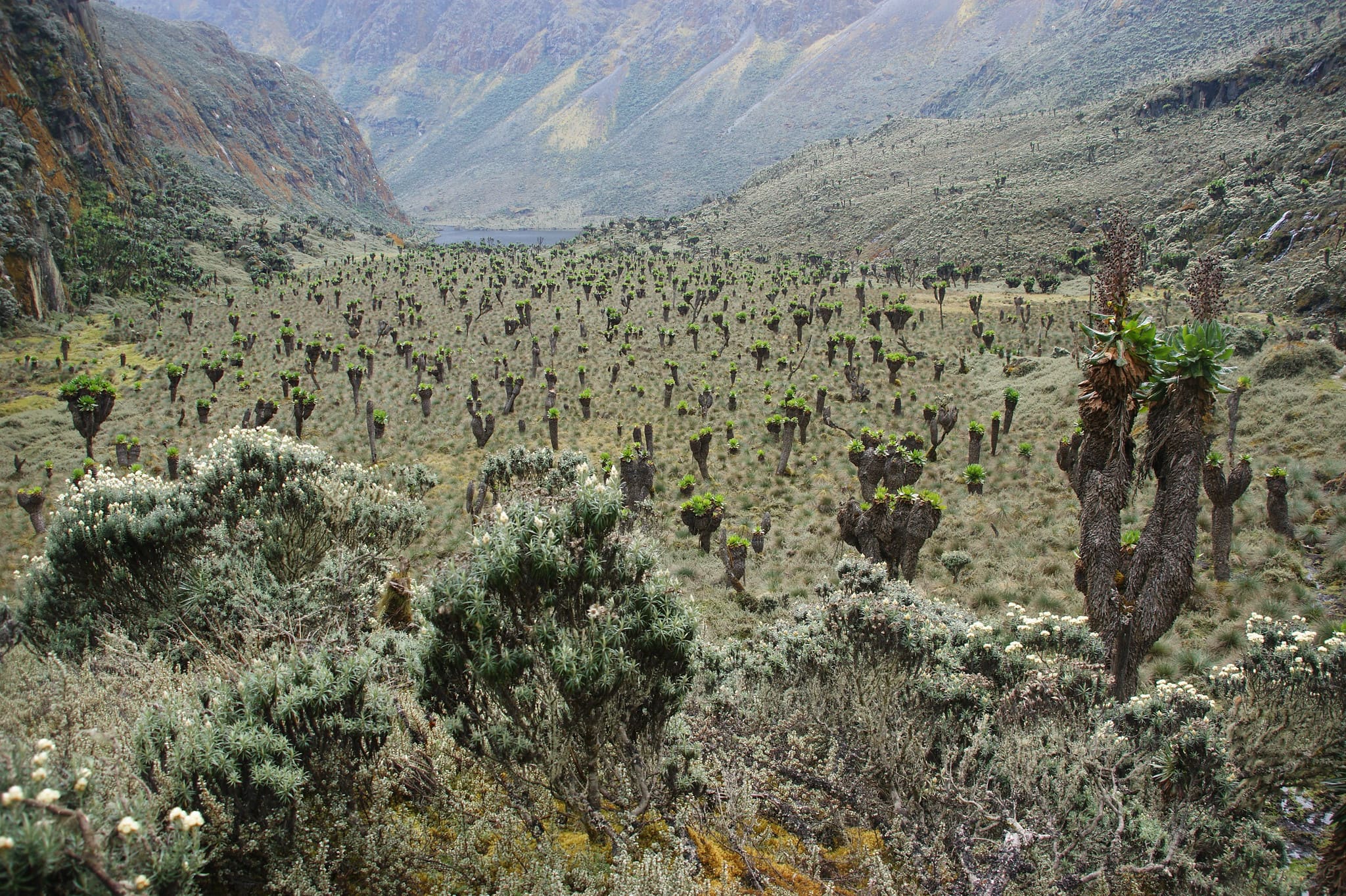 Rwenzori mountains national park landscape