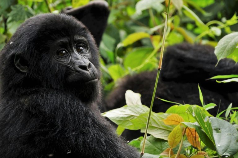 3 Days Bwindi Gorilla Trekking from Kigali (Affordable Uganda Gorilla Safari)