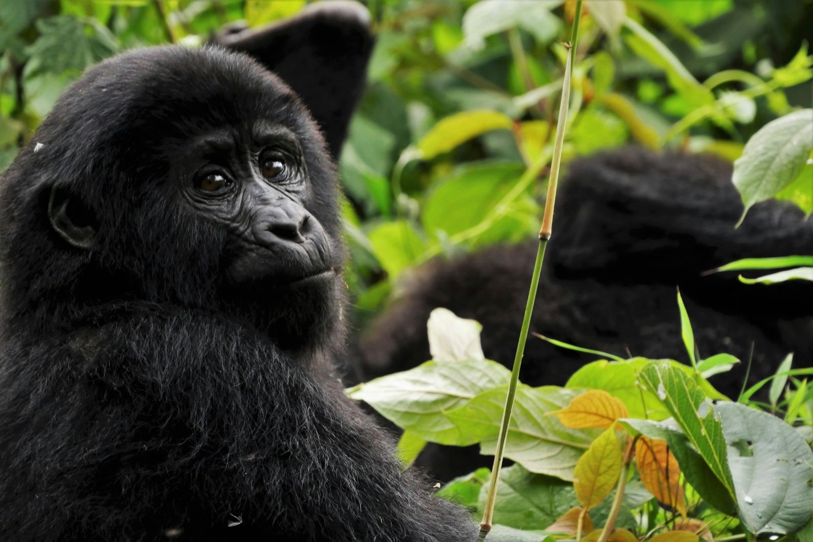 3 Days Bwindi Gorilla Trekking from Kigali (Affordable Uganda Gorilla Safari)
