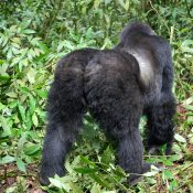 3 days silver back gorillas