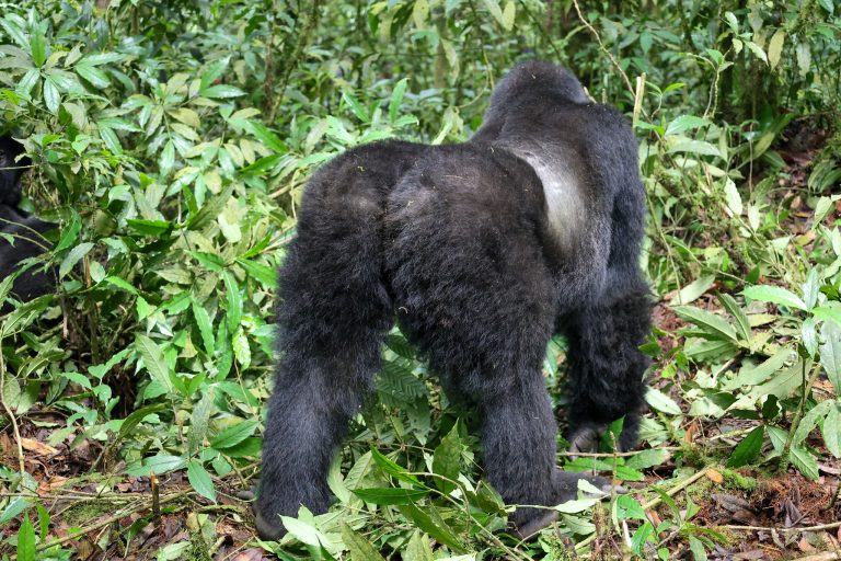 Best Time for Gorilla Trekking in Uganda: Month-by-Month Guide (2026)