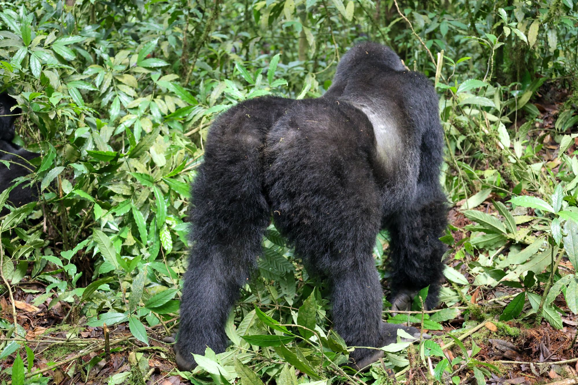 3 days silver back gorillas