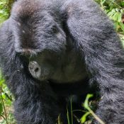 4 days gorilla trekking