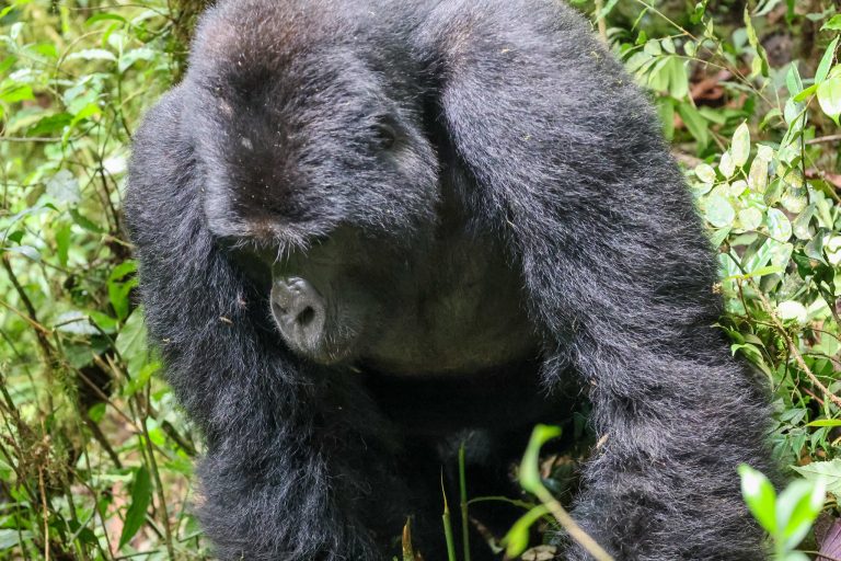 The Gorilla Habituation Experience Explained: 4 Hours with Gorillas in Bwindi