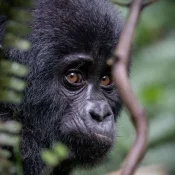 4 days gorilla trekking experience