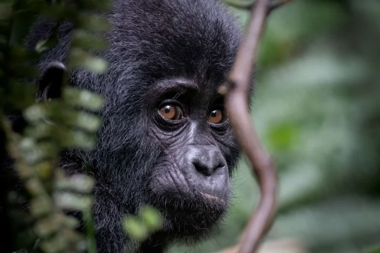 How Much Does Gorilla Trekking Cost? Full 2026 Budget Breakdown
