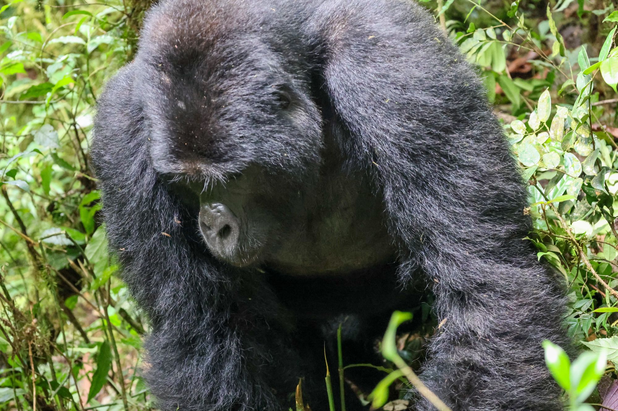 4 days gorilla trekking