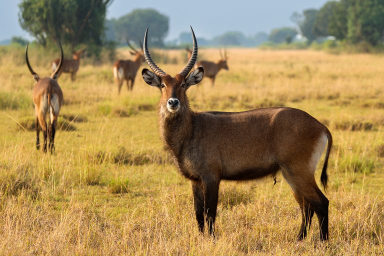 5 Days Bwindi Gorillas and Queen Elizabeth Wildlife Safari – Uganda Adventure