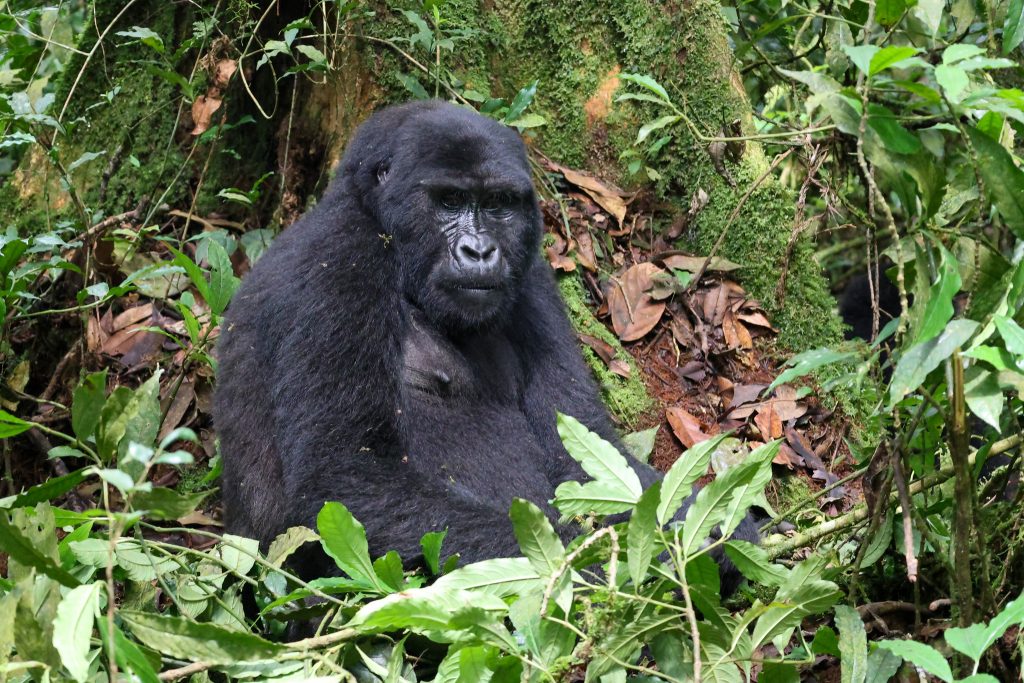 5 day gorilla trekking
