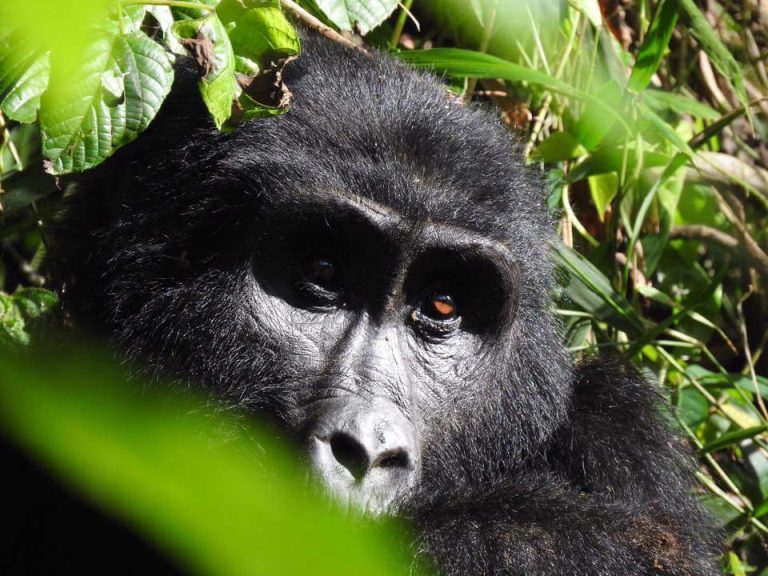 8 Days Gorilla and Chimpanzee Habituation Safari – Uganda & Rwanda Experience