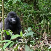 9 days gorilla trekking