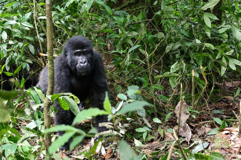 9 Days Primate Special Uganda – Gorilla & Chimpanzee Safari Experience