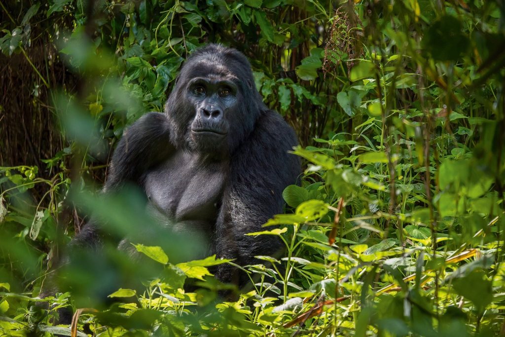 Explore Gorilla Trekking In Bwindi Impenetrable Park