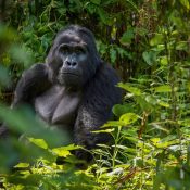 Explore Gorilla Trekking In Bwindi Impenetrable Park