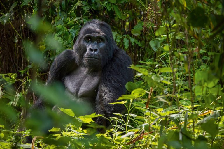Gorilla Trekking in Uganda vs Rwanda: Which Should You Choose in 2026?