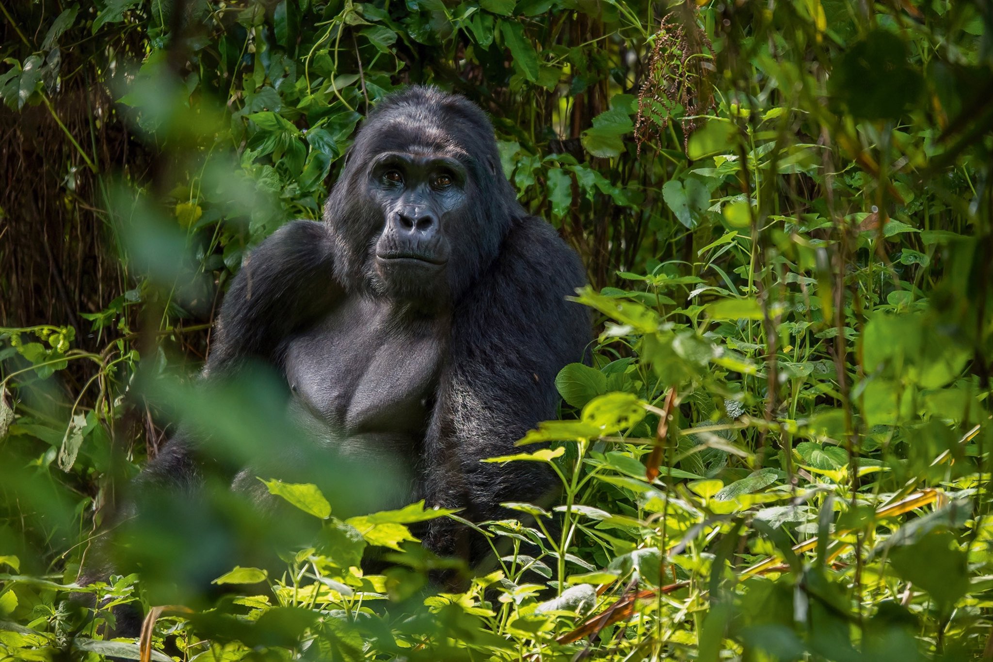Explore Gorilla Trekking In Bwindi Impenetrable Park