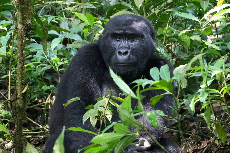3 Days Uganda Gorilla Flying Safari (Luxury) – Bwindi Gorilla Trekking by Air