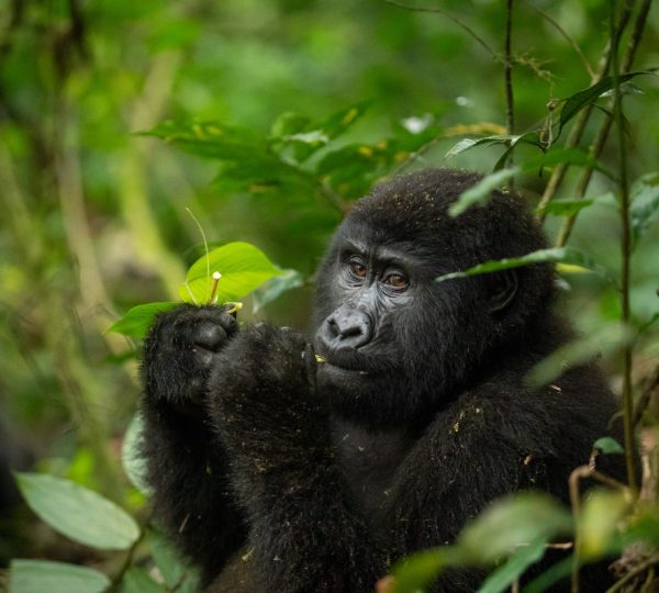 Authentic Gorilla Experiences