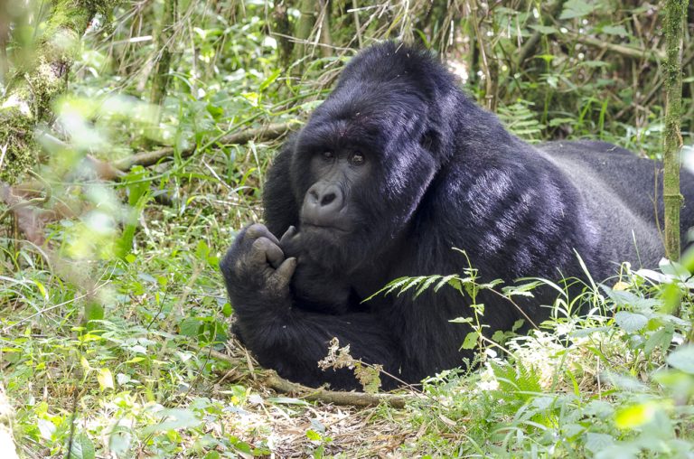 3 Days Special Gorilla Safari Uganda - Unforgettable Bwindi Gorilla Trekking Experience