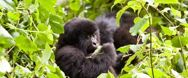 9 Days Gorilla Highlight Uganda Rwanda – Ultimate Primate & Wildlife Safari